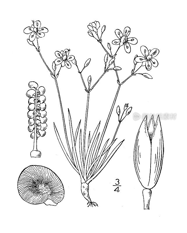 古植物学植物插图:Talinum parviflorum，小花Talinum
